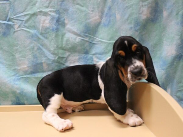 Basset Hound DOG Male Tri-Colored 26087 Petland Racine, Wisconsin