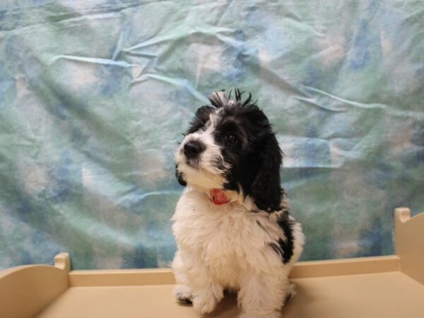 Bernadoodle DOG Female Black / White 26091 Petland Racine, Wisconsin