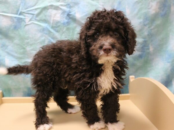 Bernadoodle DOG Male Brown / White 26090 Petland Racine, Wisconsin