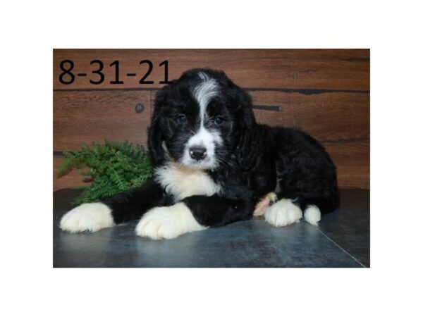 Bernadoodle DOG Male Black / White 16466 Petland Racine, Wisconsin