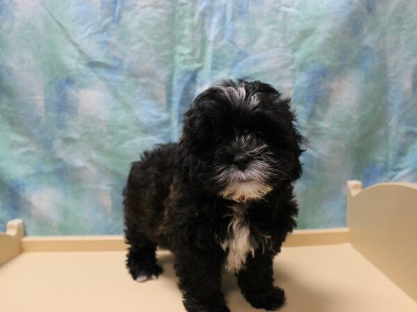 Shihpoo-DOG-Female-Dark Sable-26123-Petland Racine, Wisconsin