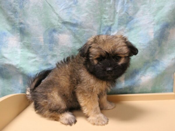 Shihpom DOG Male Brown 26130 Petland Racine, Wisconsin