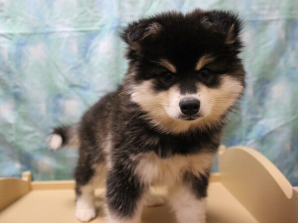 Alaskan Klee Kai-DOG-Male-Black / White-26119-Petland Racine, Wisconsin