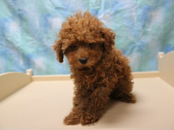 Poodle DOG Male Red 26122 Petland Racine, Wisconsin