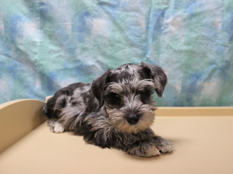 Miniature Schnauzer
