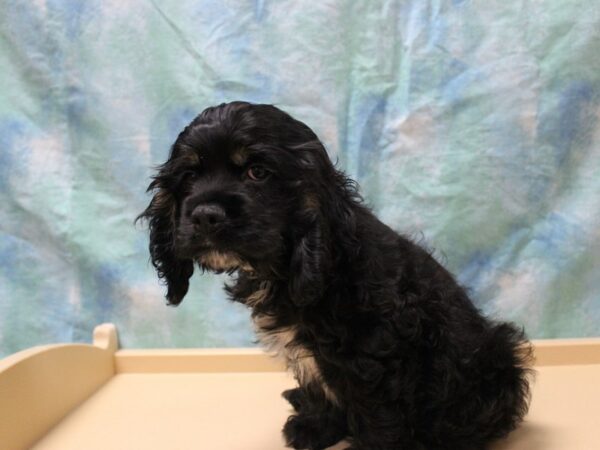 Cocker Spaniel-DOG-Male-Black-26124-Petland Racine, Wisconsin