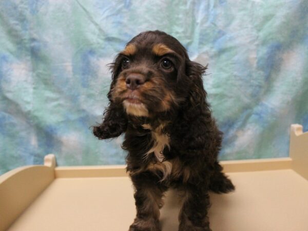 Cocker Spaniel DOG Male Chocolate and Tan 26128 Petland Racine, Wisconsin