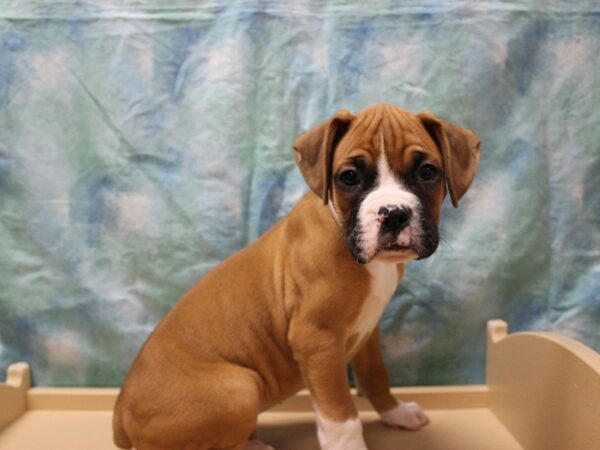 Boxer DOG Male Fawn 26117 Petland Racine, Wisconsin