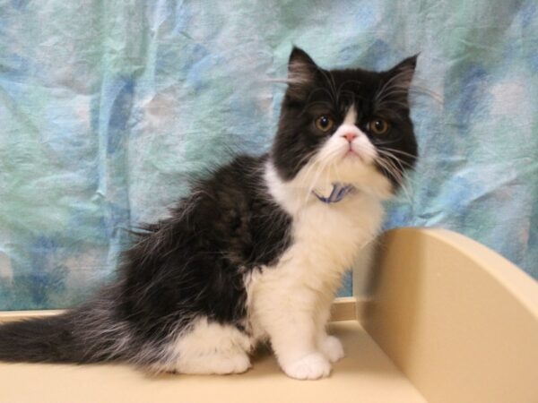 Exotic Short Hair-CAT-Male-Black / White-26113-Petland Racine, Wisconsin