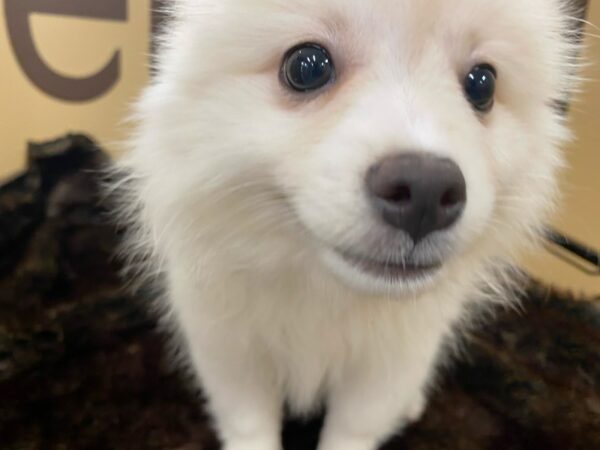 Pomeranian/American Eskimo DOG Female White 16465 Petland Racine, Wisconsin