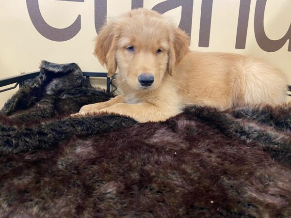 Golden Retriever-DOG-Male-Golden-16464-Petland Racine, Wisconsin