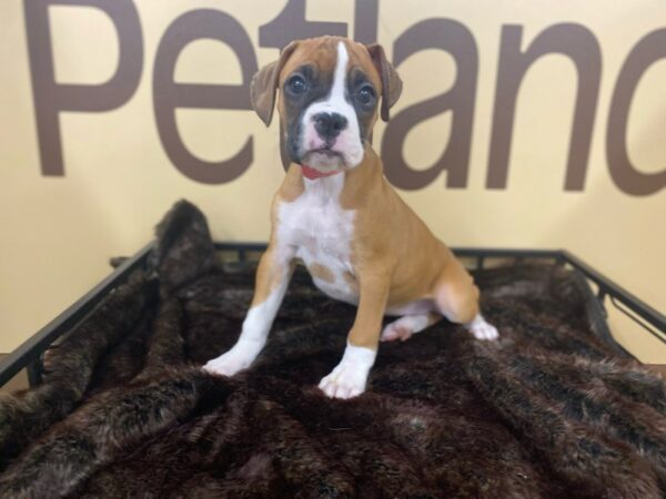 Boxer DOG Female Mahogany 16459 Petland Racine, Wisconsin