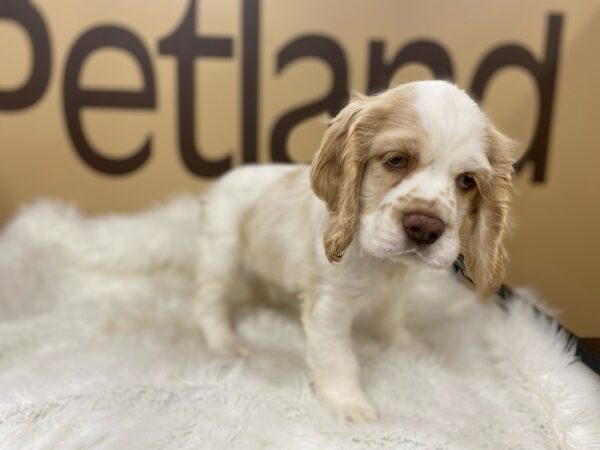 Cocker Spaniel-DOG-Male-Buff / White-16457-Petland Racine, Wisconsin