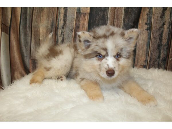 Pomsky 2nd Gen-DOG-Male-Red Merle-16468-Petland Racine, Wisconsin