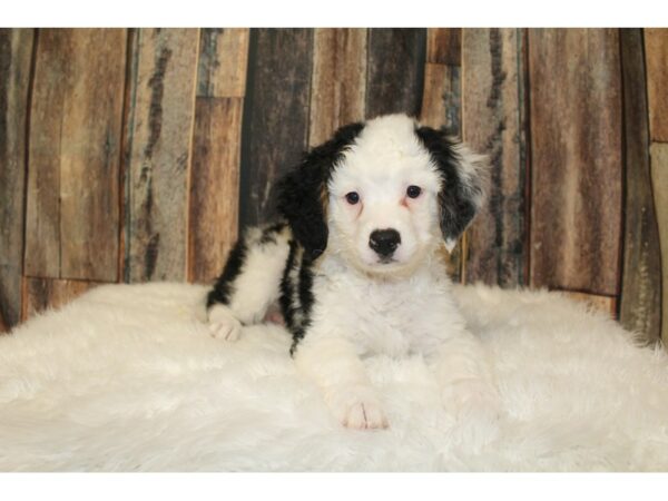 Bernadoodle Mini DOG Female Black / White 16469 Petland Racine, Wisconsin