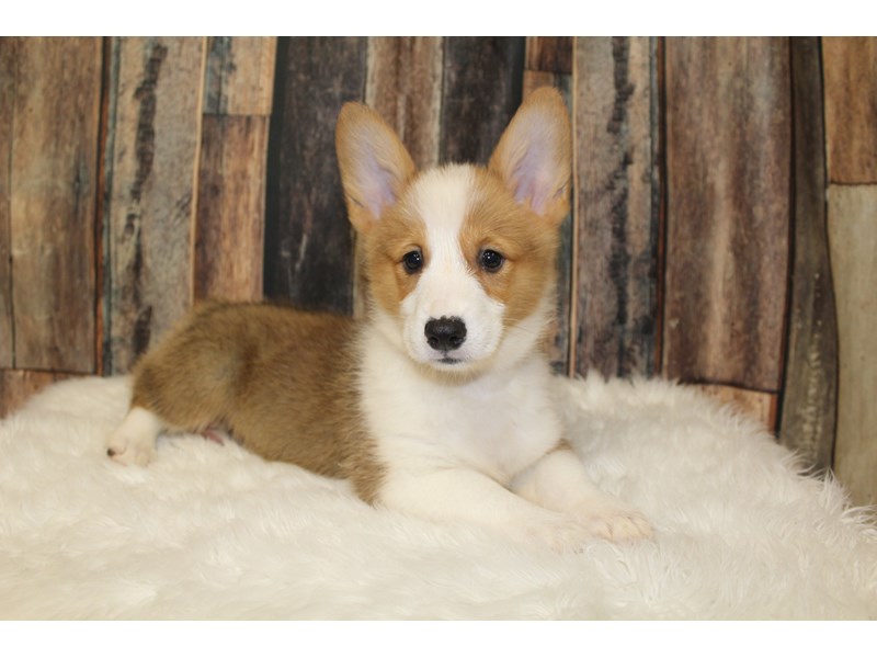Pembroke Welsh Corgi