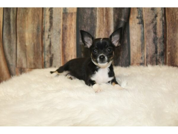 Chihuahua DOG Female Black / White 16471 Petland Racine, Wisconsin