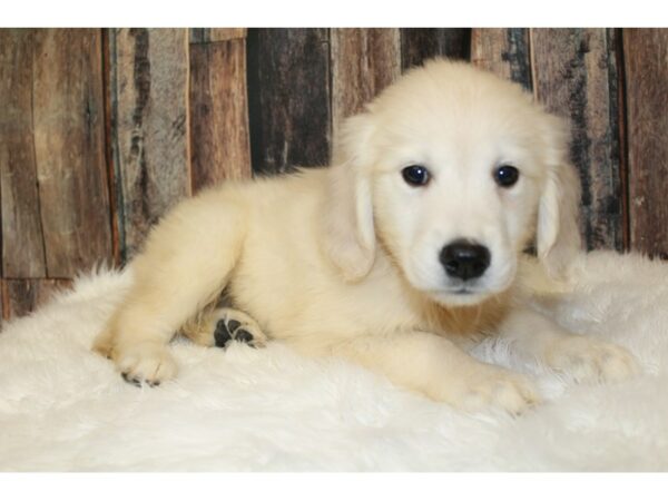 Golden Retriever-DOG-Male-Cream-16474-Petland Racine, Wisconsin
