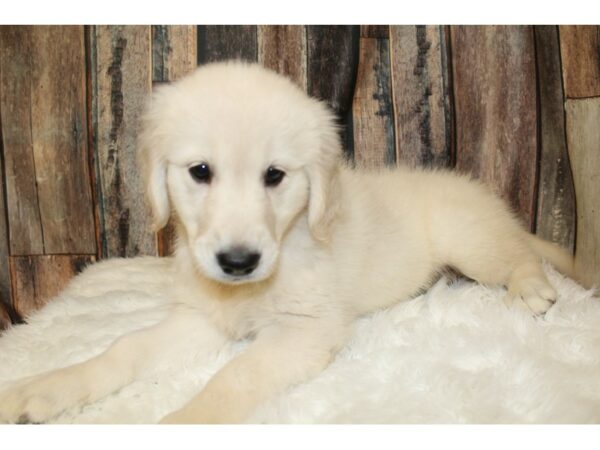 Golden Retriever-DOG-Female-Cream-16475-Petland Racine, Wisconsin