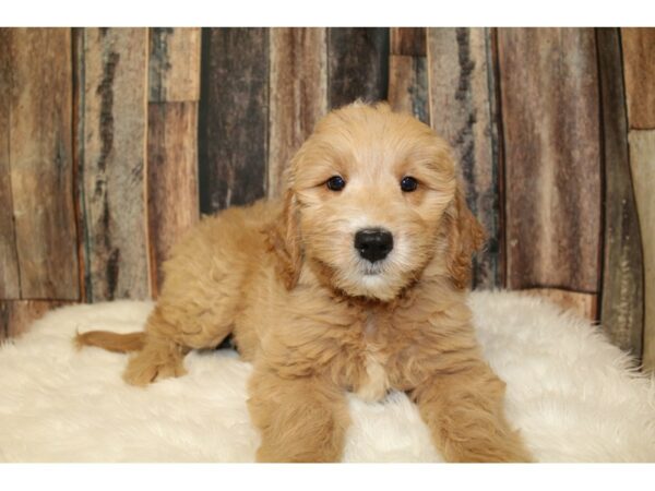 Goldendoodle Mini DOG Female Light Golden 16476 Petland Racine, Wisconsin