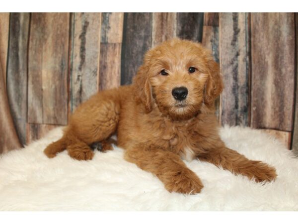 Goldendoodle Mini-DOG-Male-Red-16478-Petland Racine, Wisconsin