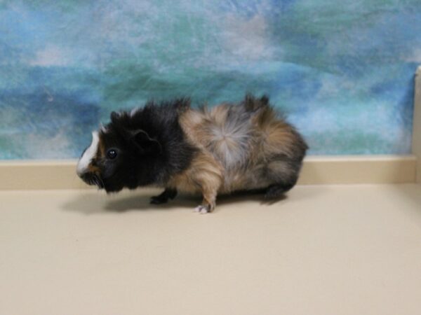 Abyssinian Guinea Pig GUINEA PIG Male 26105 Petland Racine, Wisconsin