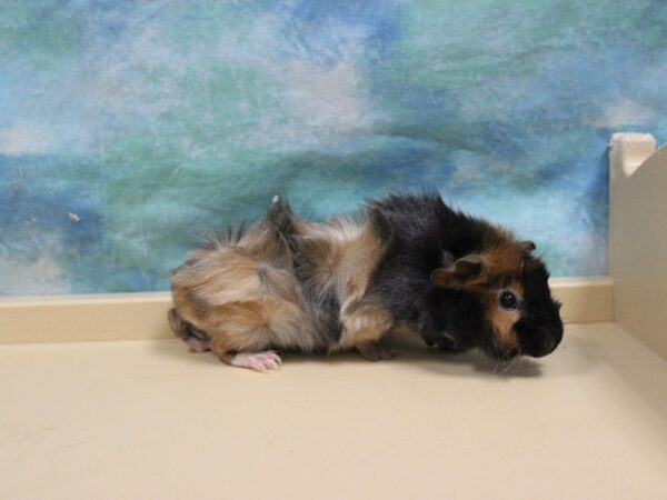 Abyssinian Guinea Pig-GUINEA PIG-Female--26112-Petland Racine, Wisconsin