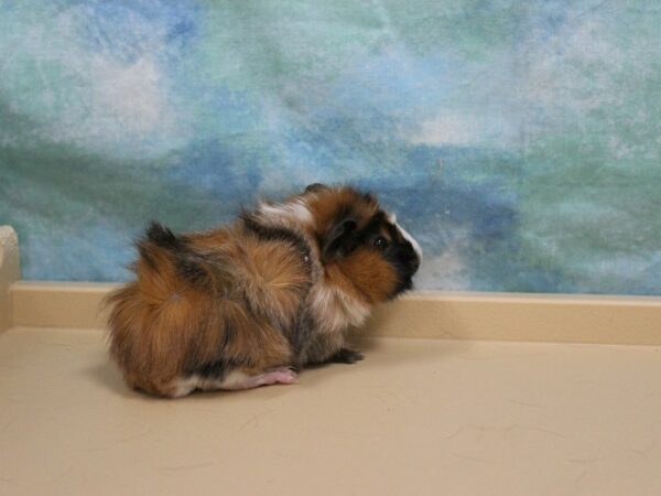 Abyssinian Guinea Pig-GUINEA PIG-Female--26155-Petland Racine, Wisconsin