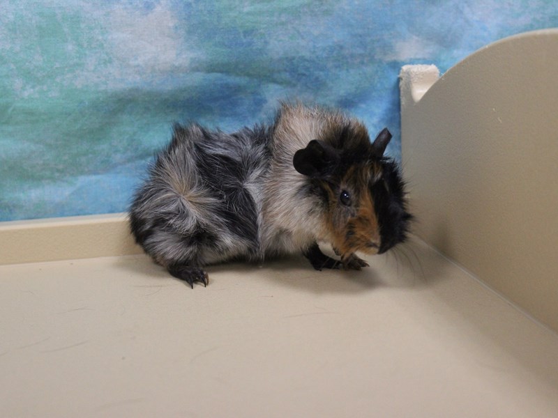 Abyssinian Guinea Pig