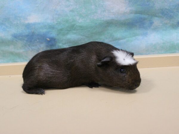 Crested-GUINEA PIG-Female--26109-Petland Racine, Wisconsin