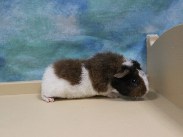 Teddy-GUINEA PIG-Male--26152-Petland Racine, Wisconsin