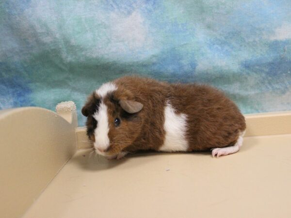 Teddy-GUINEA PIG-Female--26153-Petland Racine, Wisconsin