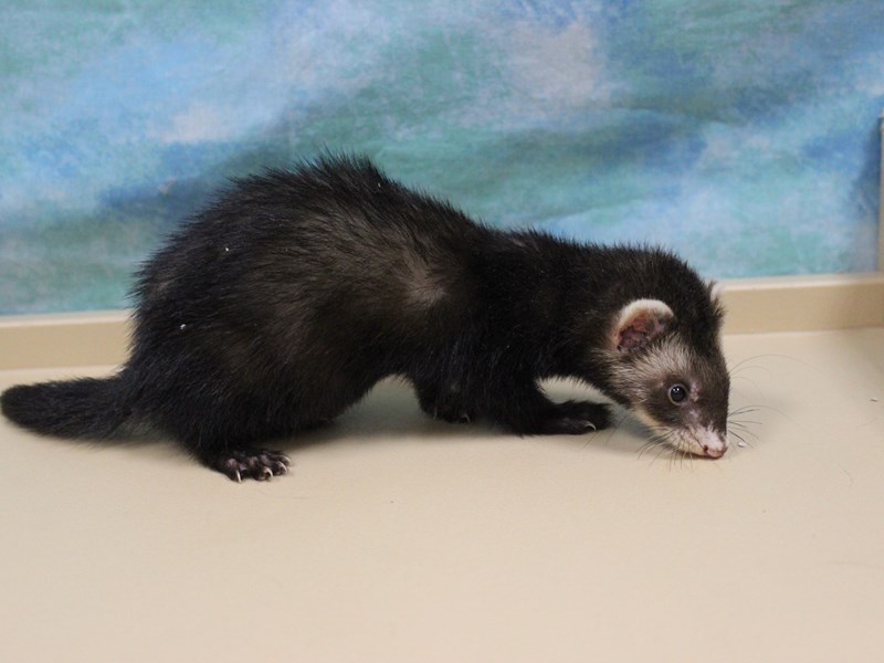 View Ferret Puppy Photos Petland Racine, Wisconsin