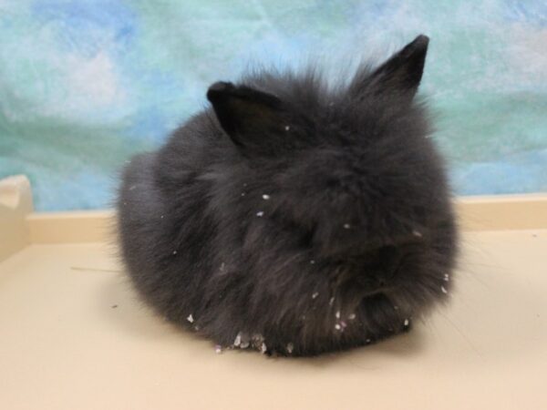 Lionhead-RABBIT-Female--26102-Petland Racine, Wisconsin