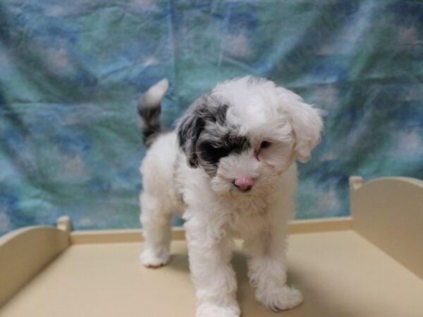 Schnoodle DOG Female White / Blue Merle 26139 Petland Racine, Wisconsin