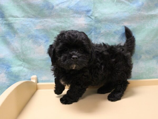 Shihpoo DOG Male Brown Black / White 26136 Petland Racine, Wisconsin