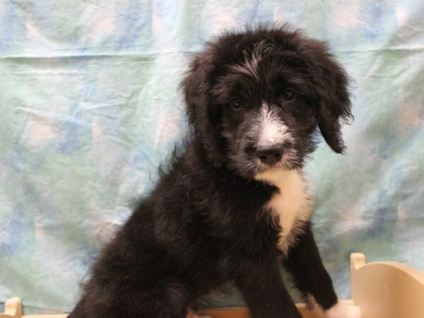 Bernadoodle DOG Male Black / White 26148 Petland Racine, Wisconsin