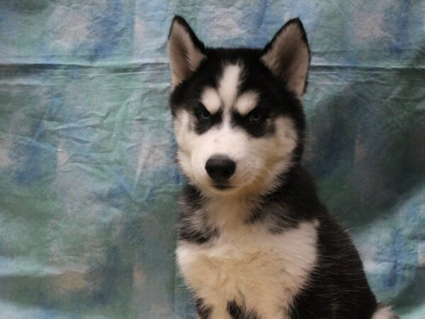 Siberian Husky-DOG-Female-Black / White-26144-Petland Racine, Wisconsin