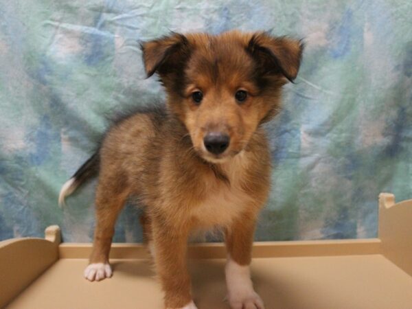 Shetland Sheepdog-DOG-Male-Sable / White-26143-Petland Racine, Wisconsin