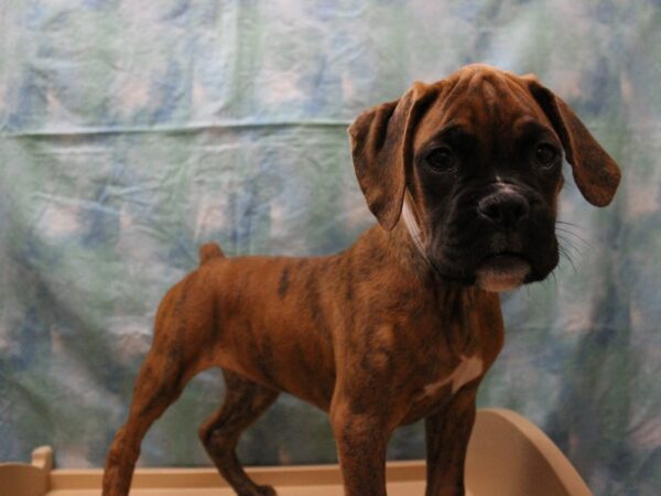 Boxer DOG Male Brindle 26143 Petland Racine, Wisconsin