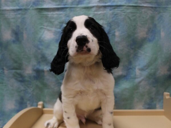 English Springer Spaniel DOG Male Black / White 26135 Petland Racine, Wisconsin