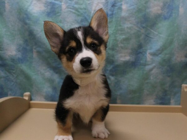 Pembroke Welsh Corgi-DOG-Male-Black / White-26147-Petland Racine, Wisconsin