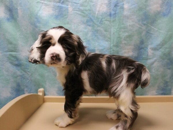 Cocker Spaniel-DOG-Male-White / Brown-26137-Petland Racine, Wisconsin