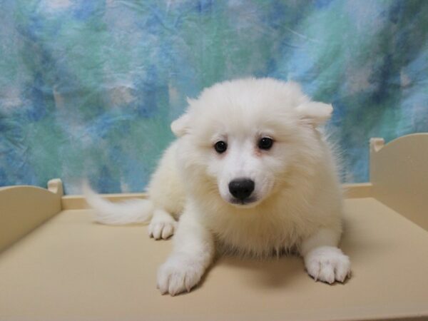 American Eskimo Dog-DOG-Male-White-26145-Petland Racine, Wisconsin