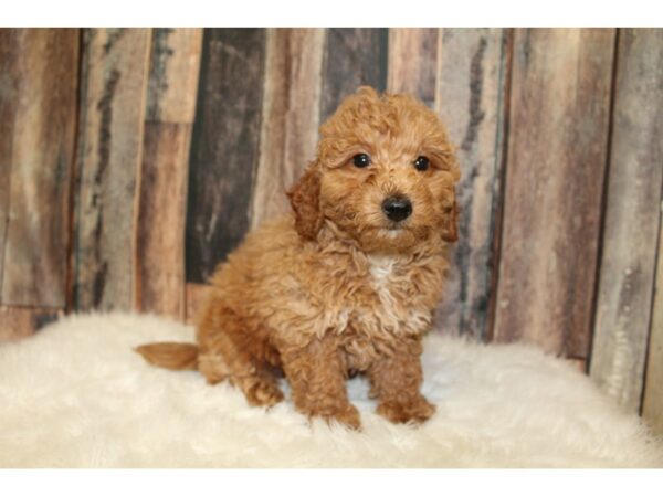 Bichonpoo DOG Male Apricot 16484 Petland Racine, Wisconsin