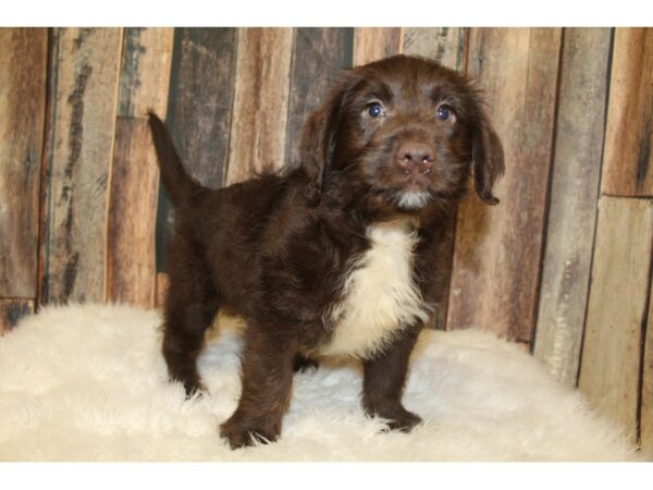 Labradoodle Mini-DOG-Male-Chocolate-16485-Petland Racine, Wisconsin