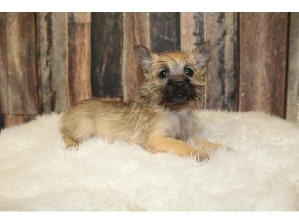 Cairn Terrier DOG Female Wheaten 16487 Petland Racine, Wisconsin