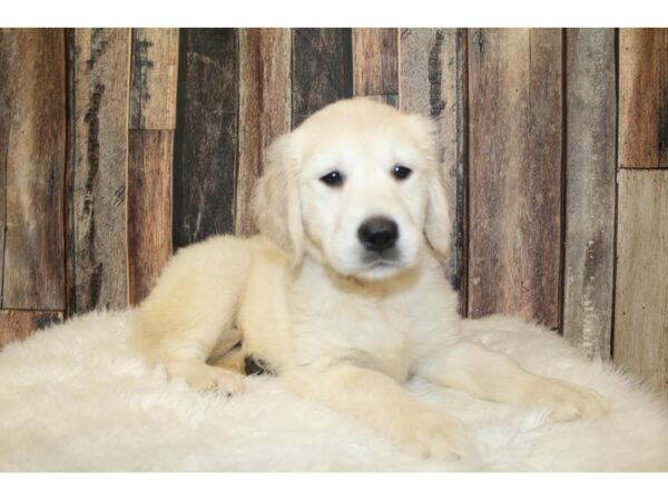 Golden Retriever-DOG-Female-Cream-16489-Petland Racine, Wisconsin