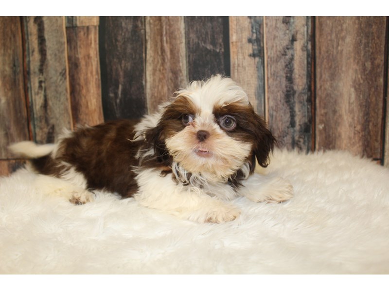 Shih Tzu