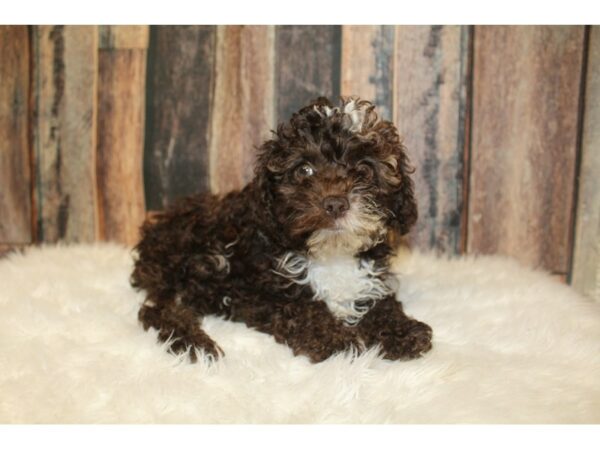 Cock A Poo DOG Female Chocolate / White 16491 Petland Racine, Wisconsin